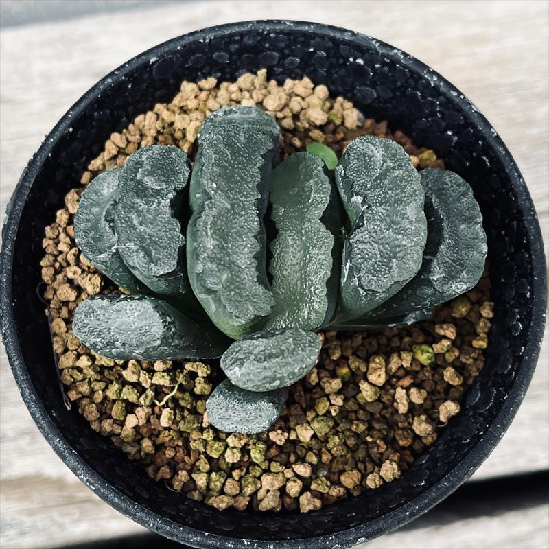 ☆特価☆多肉植物：ハオルチア 玉扇 N1*幅6.5cm 現品！一品限り