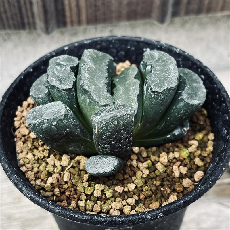 玉扇 ブルーレンズ ★多肉植物　ハオルチア 玉扇 ブルーレンズ ☆多肉植物 ハオルチア