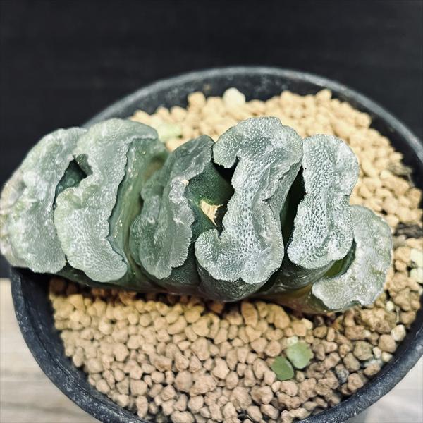 ☆特価☆多肉植物：ハオルチア 玉扇 駿府*幅8cm 現品！一品限り