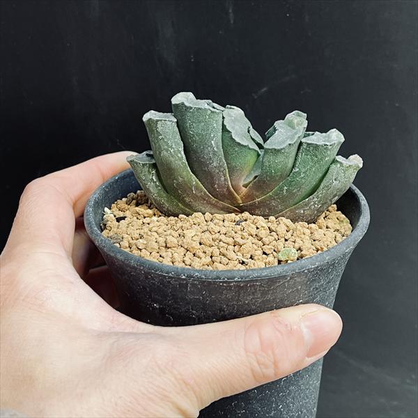 多肉植物 ハオルチア ブリンジーNO.1大型特良 ハオルチア ブリンジーNO