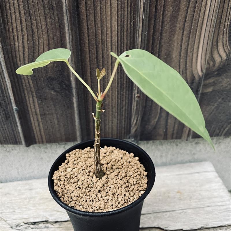 �����ǥå������ץ����ɥܥ�Хå���������ץƥ����ࡡ����*����12cm