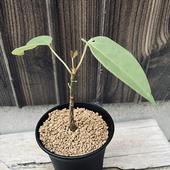 �����ǥå������ץ����ɥܥ�Хå���������ץƥ����ࡡ����*����12cm