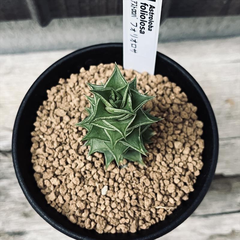 多肉植物：アストロロバ フォリオロサ*幅5cm | サボテン＆多肉植物