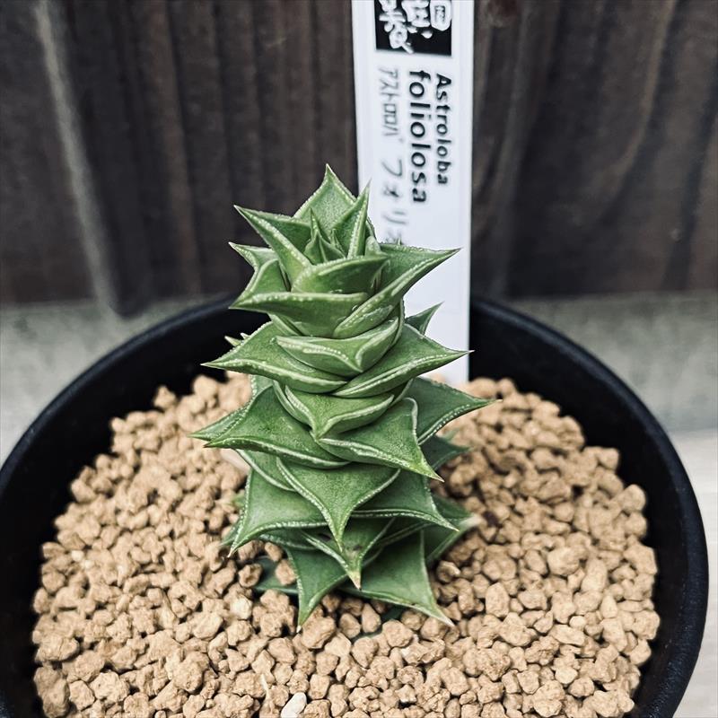 多肉植物：アストロロバ フォリオロサ*幅5cm | サボテン＆多肉植物