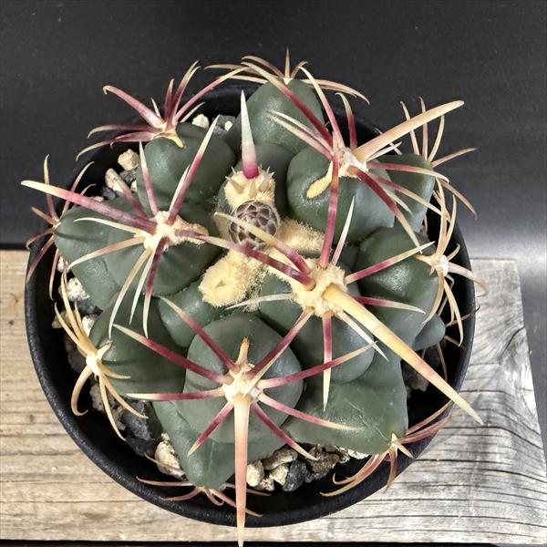 サボテン：テロカクタス 紅鷹 実生*幅8cm | サボテン＆多肉植物