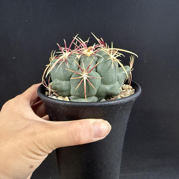サボテン：テロカクタス 紅鷹 実生*幅8cm | サボテン＆多肉植物
