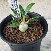 �����ǥå������ѥ��ݥǥ����� ���饭�ꥹ�߷�����Ф� ����*S��������1.2���