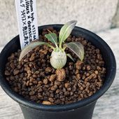 �����ǥå������ѥ��ݥǥ����� ���饭�ꥹ�߷������� ����*S��������1���