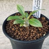 �����ǥå������ѥ��ݥǥ����� �ۥ���٥󥻡߷�����Ф� ����*S��������1.2���