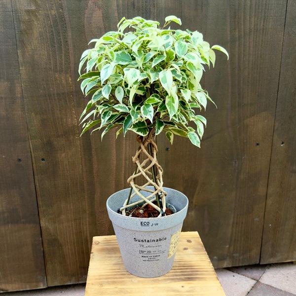 おしゃれ 観葉植物 選べる鉢カバー：フィカス ベンジャミン 斑入り