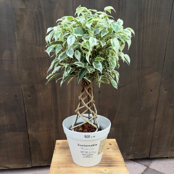 おしゃれ 観葉植物 選べる鉢カバー：フィカス ベンジャミン 斑入り