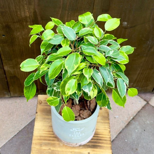 おしゃれ 観葉植物 フィカス：ねじり ベンジャミン プリンセス鉢植え