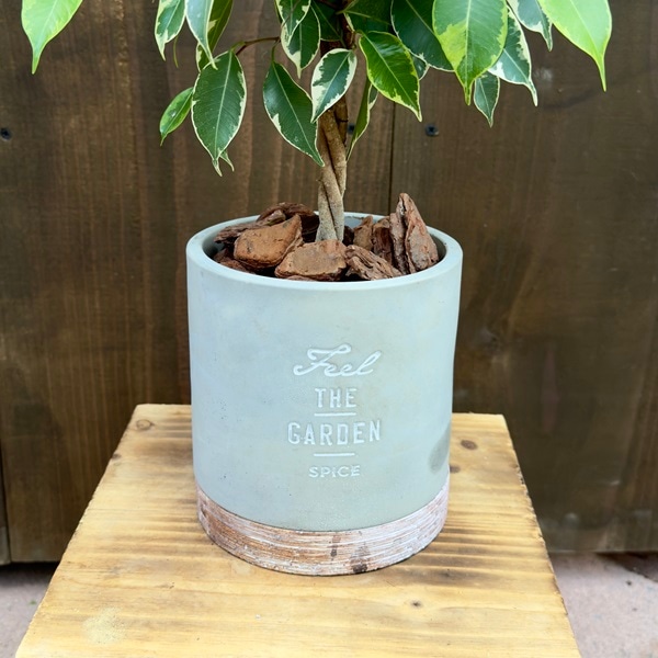 おしゃれ 観葉植物 フィカス：ねじり ベンジャミン プリンセス鉢植え