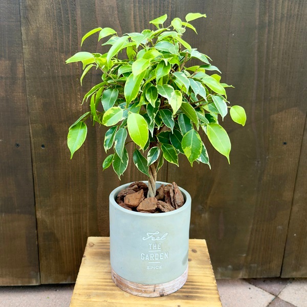 おしゃれ 観葉植物 フィカス：ねじり ベンジャミン プリンセス鉢植え