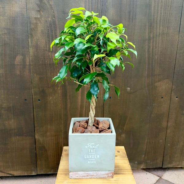 おしゃれ 観葉植物 フィカス：ねじり ベンジャミン キングハロー鉢植え