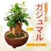 �ߺϡ� ������ޥ�(¿���μ�)�ڿ��ھƴ�����ȭ��*�ݤȺ��դ� bonsai