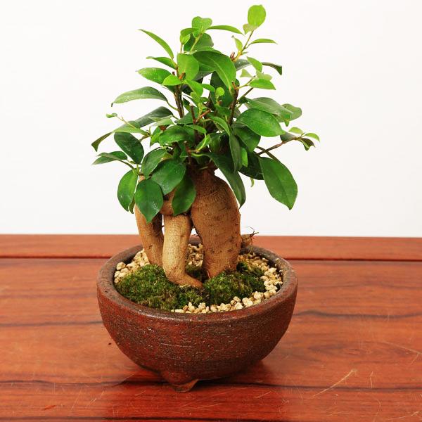 盆栽： ガジュマル(多幸の樹)【信楽焼岩石梅鉢】*苔と砂付き bonsai
