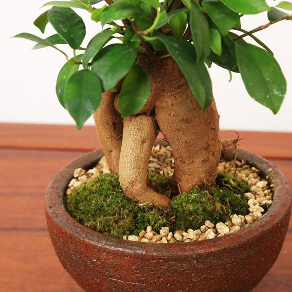 盆栽： ガジュマル(多幸の樹)【信楽焼岩石梅鉢】*苔と砂付き bonsai