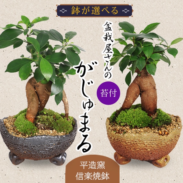 鉢が選べる がじゅまるインテリア盆栽： ガジュマル(多幸の樹)【平造窯