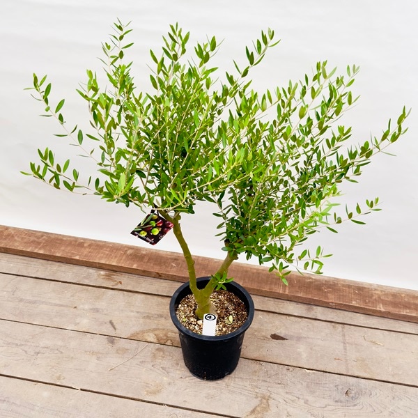 観葉植物：オリーブの木 ネバディロブロンコ 現品4番*8号SOUJU