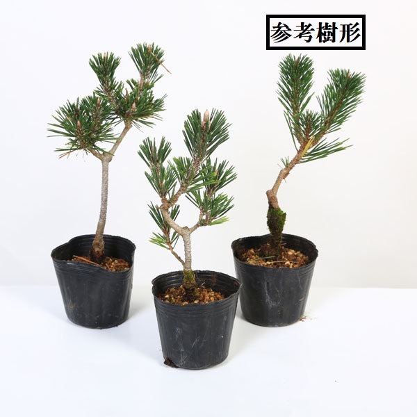 苗：寿松*ことぶきまつ/コトブキマツ | 新着商品,新入荷苗・再