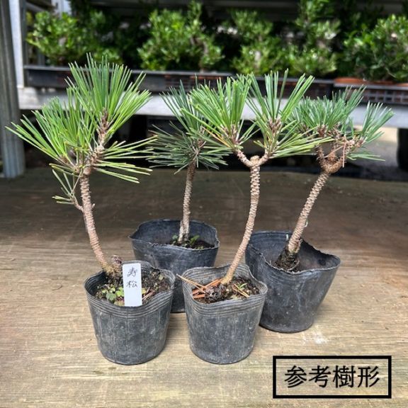 苗：寿松*ことぶきまつ/コトブキマツ | 新着商品,新入荷苗・再入荷苗