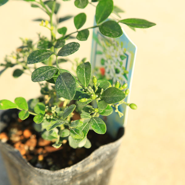 庭木苗・植木・観葉：矮性ゲッキツ（シルクジャスミン）*オレンジ