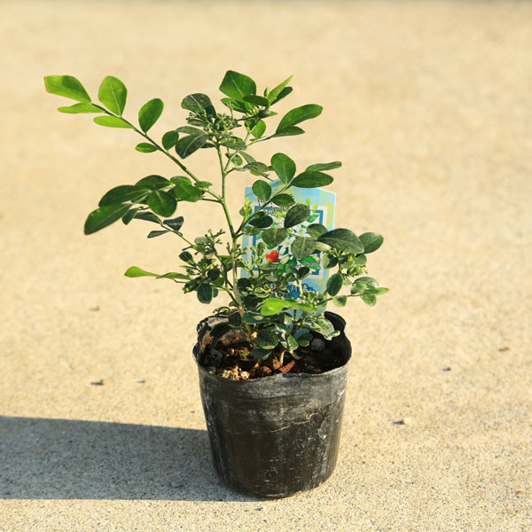 庭木苗・植木・観葉：矮性ゲッキツ（シルクジャスミン）*オレンジ