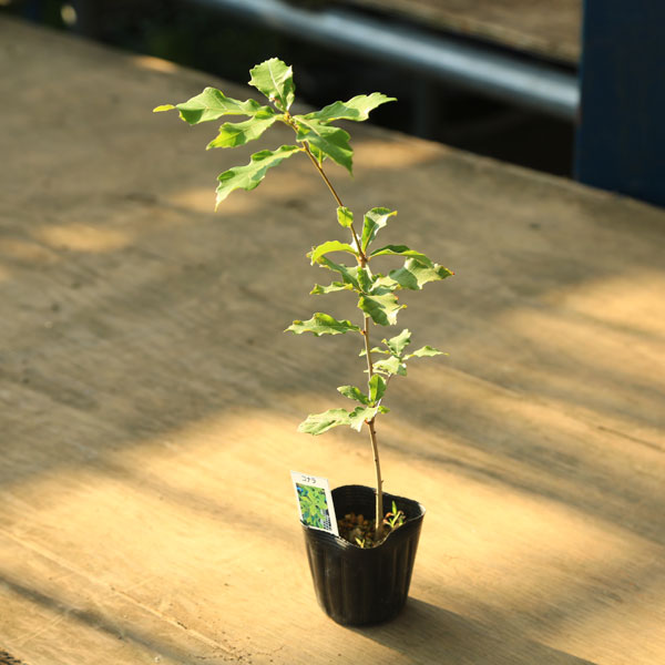 ���ڡ����ڡ��ġ����ʥ�ʤ��ʤ�ˡ����ɤ󤰤ꡡ�ɥ󥰥���ڡ��ɥ󥰥ꡡ�ݥå���