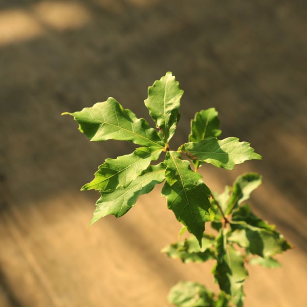 庭木 植木 苗：コナラ（こなら）＊ どんぐり ドングリの木 ドングリ