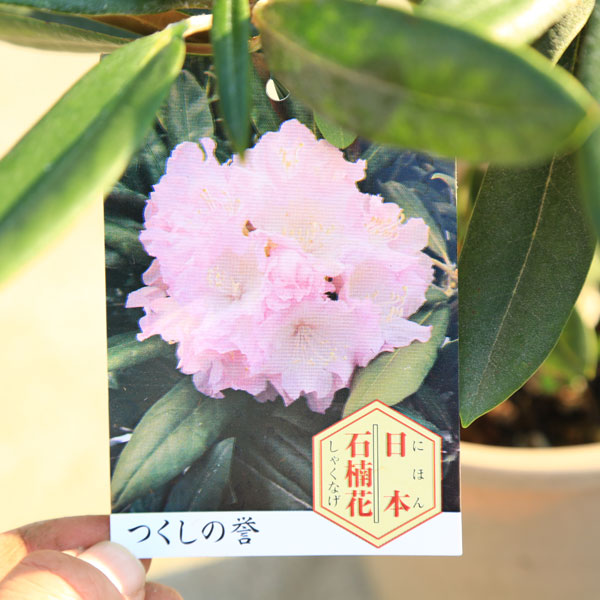 茶道具 棗 石楠花(しゃくなげ) 茶道具 棗 石楠花(しゃくなげ)