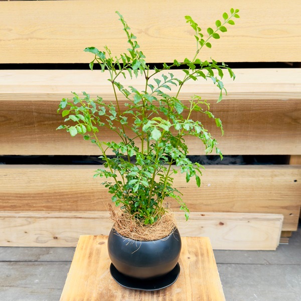おしゃれ 観葉植物：シマトネリコ 鉢植え*受皿付 ココヤシ飾り | 観葉
