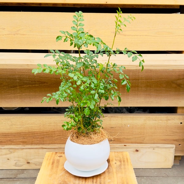 おしゃれ 観葉植物：シマトネリコ 鉢植え*受皿付 ココヤシ飾り | 観葉