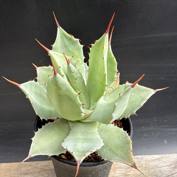 多肉植物：アガベ イシスメンシス*幅10cm | サボテン＆多肉植物,多肉