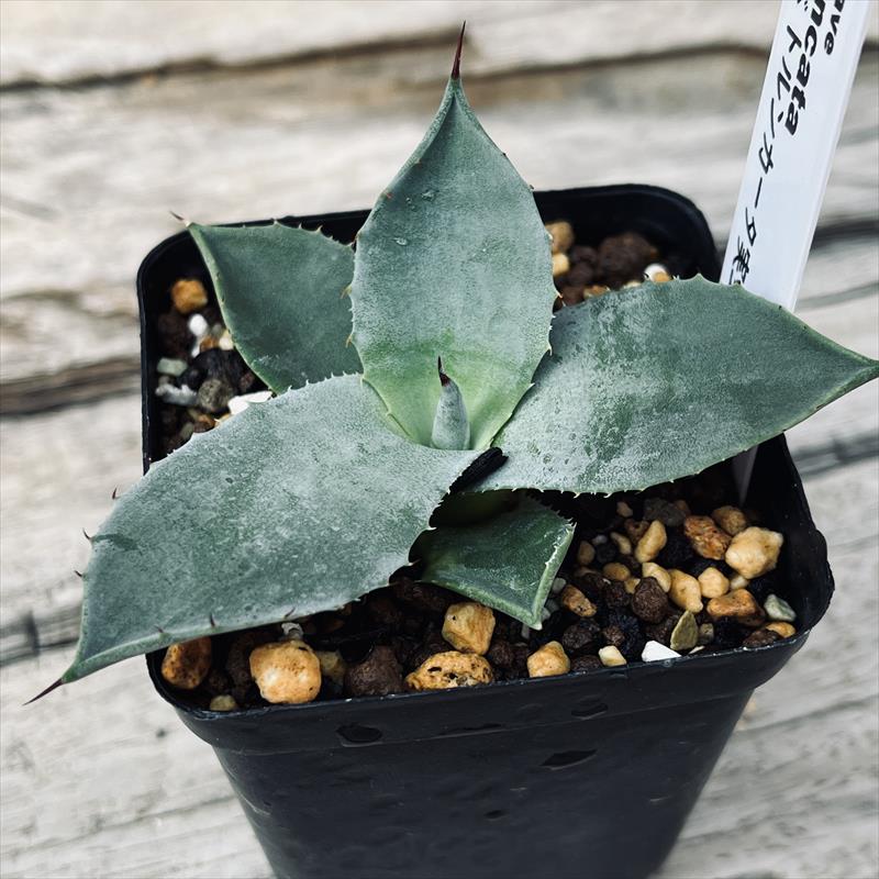 多肉植物：アガベ トルンカータ 実生*幅6cm | サボテン＆多肉