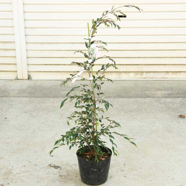 ���ڡ����ڡ��ҥ᥵���󥫡ʥ���ꥢ������ʥ��������ɡ�*ɱ�����󥫡��ݥåȡ�PVP