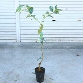 ڡڡ̼ڡ*ԥ󥯥͡ɡݦݨġ80ݥåȡ