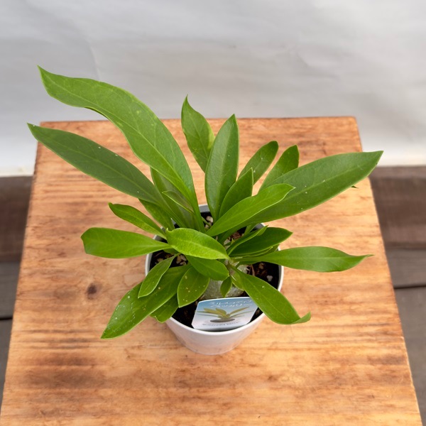 希少品種 アリの巣玉 塊根植物 観葉植物:選べるアリ植物 希少品種 アリの巣玉 塊根植物 観葉植物:選べるアリ植物