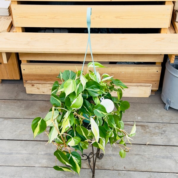  տʪ른 ꡼ॹץå* եǥɥ5 ߤȭ Philodendron