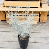 ���տ�ʪ ȭ�� �� �����ǥ�ץ��� ����С��꡼�ա������ե��� �˥٥�*�ۥ磻�ȥĥ꡼ ����