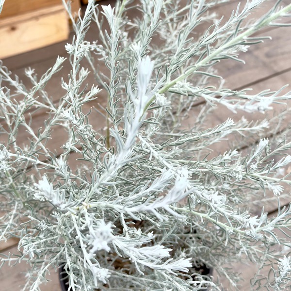 観葉植物 鉢花 苗 ガーデンプランツ シルバーリーフ：エレモフィラ