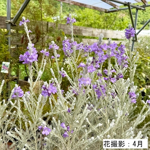 観葉植物 鉢花 苗 ガーデンプランツ シルバーリーフ：エレモフィラ