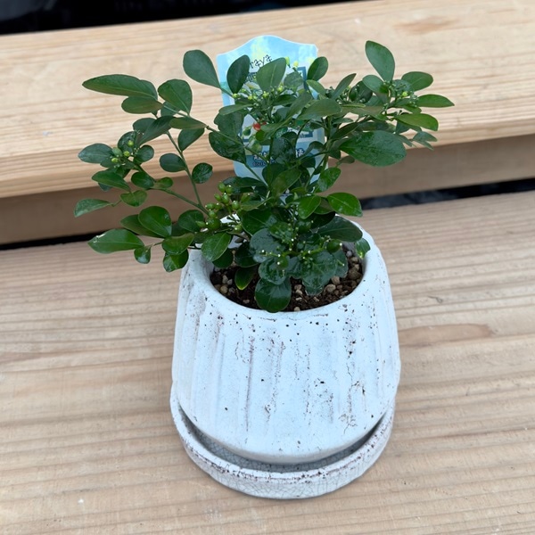 観葉植物 超矮性月橘：シルクジャスミン ナナ*ゲッキツ 鉢植え 受皿付