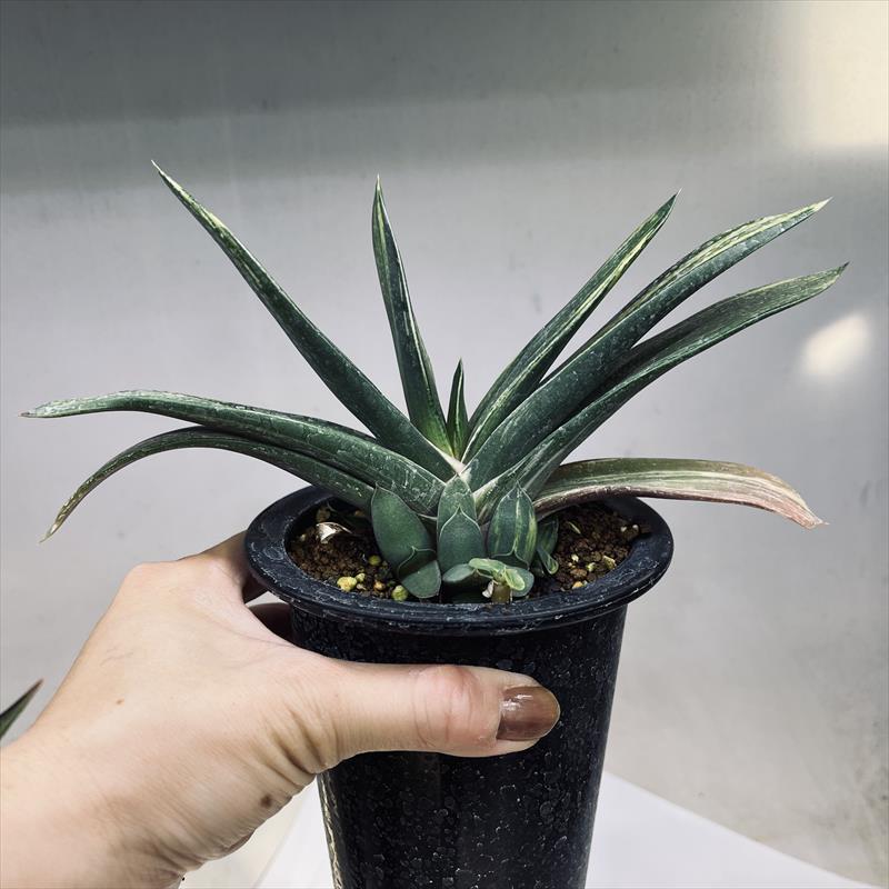ガステリア・ピランシー×ルッジー錦(実生苗) ガステリア ピランシー錦 Gasteria pillansii 'Variegata