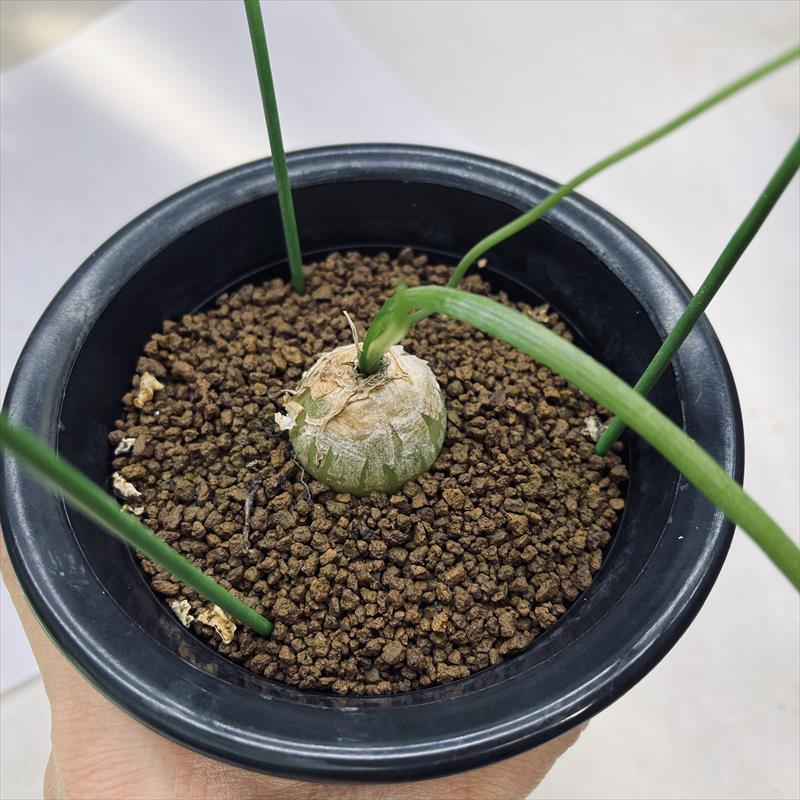 球根植物：ボウイエア 蒼角殿（ソウカクデン）*L 球根幅3cm | サボテン