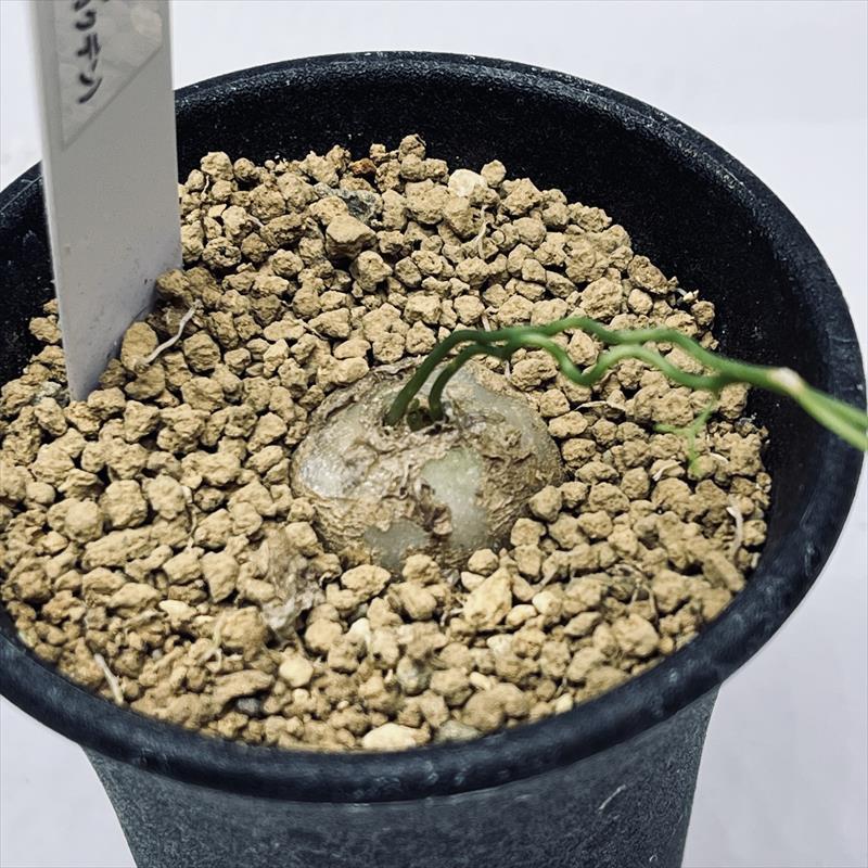 �庬��ʪ���ܥ������� ����¡ʥ��������ǥ��*S���庬��2cm