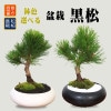 ���٤��ߺ� �������ʥ����ƫ��ȭ)*�ݤȺ��դ� �����ޤ� �����ޥ� ȭ���� black pine bonsai