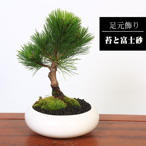 間もなく掲載終了‼️ 黒松の盆栽 青色陶器鉢 日本を代表 松 盆栽 黒松 くろまつ 軽石鉢 くらま岩器セット