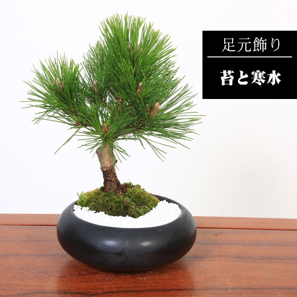 黒松（クロマツ）盆栽 SS017 黒松（クロマツ）盆栽 SS017
