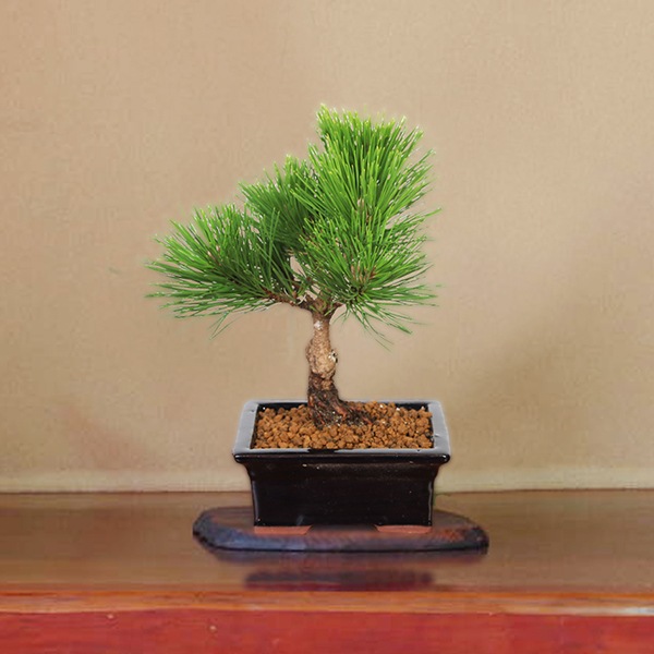 盆栽：黒松（紺長方縁付小鉢)*くろまつ クロマツ 鉢植え black pine